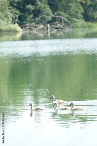 Sommer am See