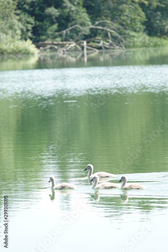 Sommer am See
