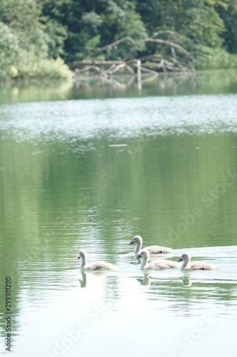 Sommer am See