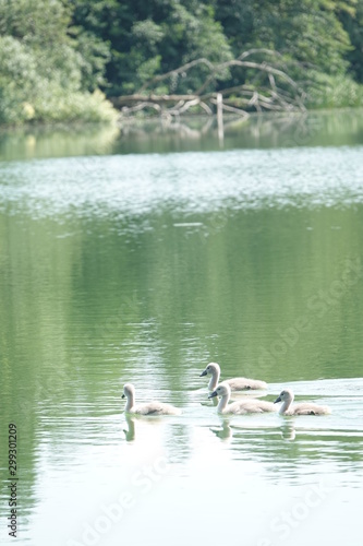 Sommer am See