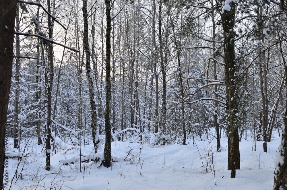 Awesome winter landscape. A snow-covered path among the trees in the wild forest. Winter forest. Forest in the snow. Awesome winter landscape. A snow-covered path among the trees in the wild forest. Winter forest. Forest in the snow.