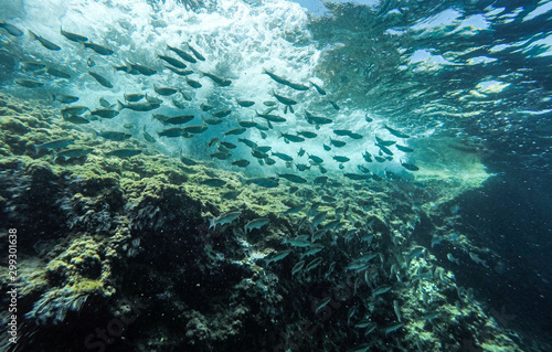 Underwater view of a school of fish swimming in the Mediterranean Sea.