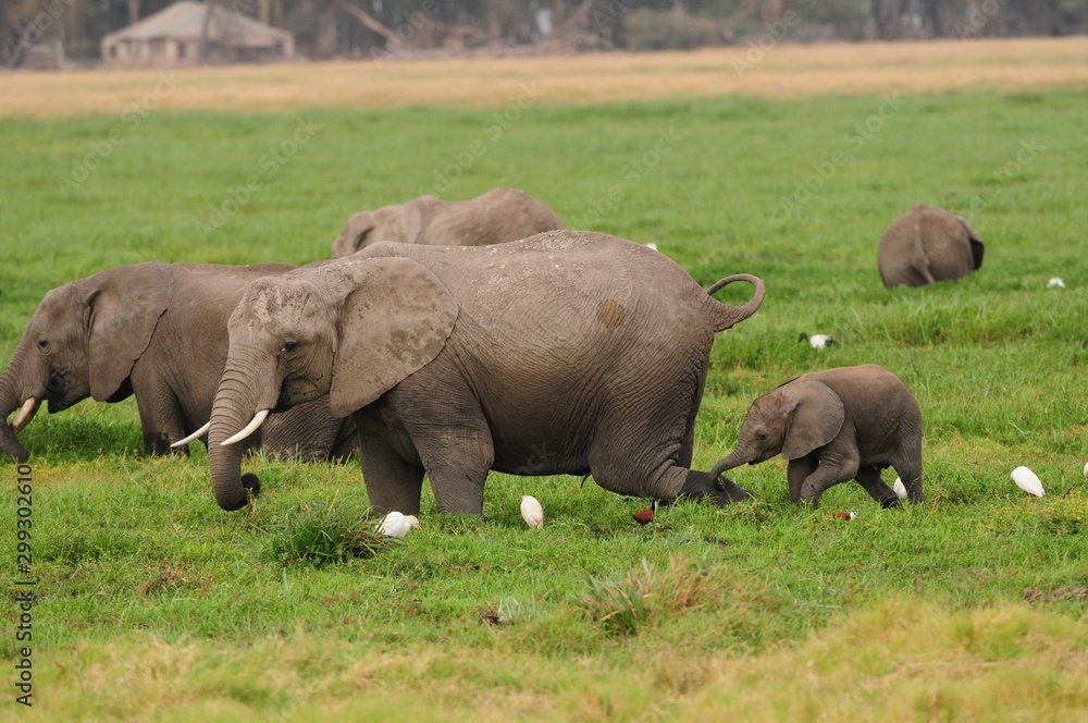 Fototapeta premium éléphant