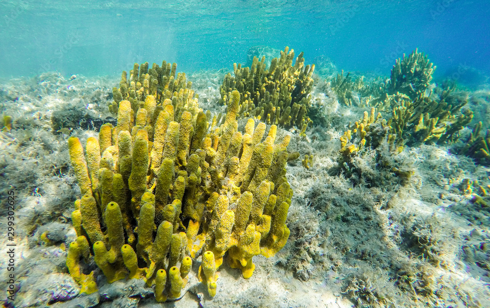 Naklejka premium Yellow mediterranean sponge Aplysina aerophoba, underwater.