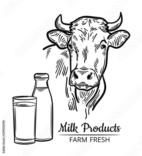 vector illustration of farm animal cow head, ideal for label, logo, sketch style illustration