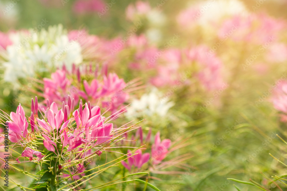 Beautiful garden flowers On vacation The sun is gentle in the morning. It is a beautiful background image. Beautiful garden flowers On vacation The sun is gentle in the morning. It is a beautiful background image.