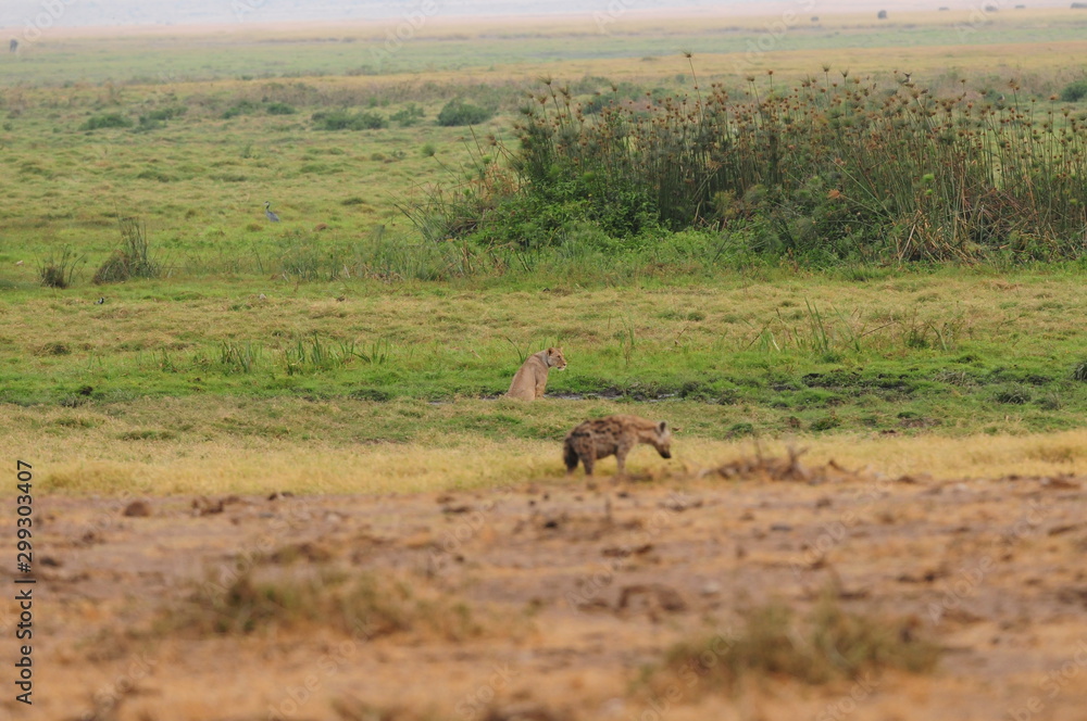 Fototapeta premium hyene
