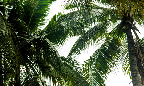 .Coconut tree leaves beautiful green.