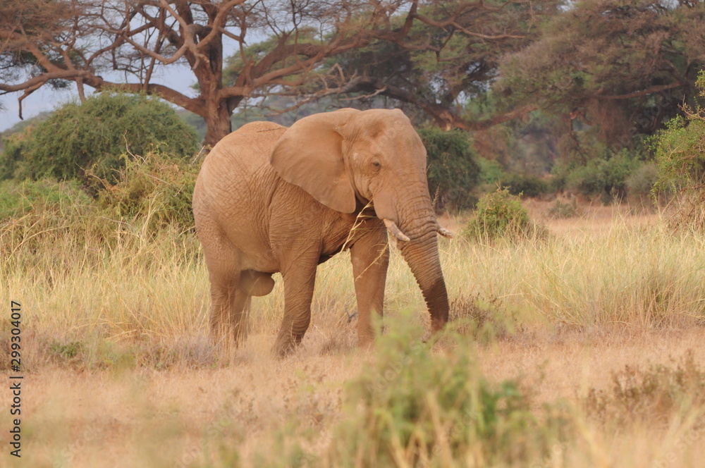 Obraz premium elephant