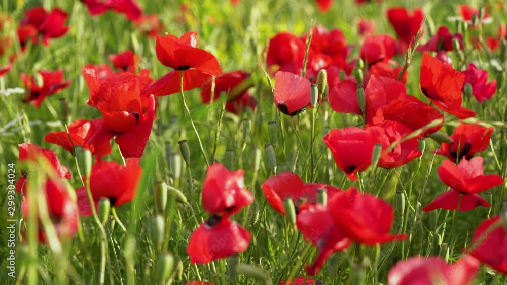 Fields of blooming poppy. Fields and hills are covered with a carpet of wild flowers. Summer 2019, Eastern Georgia, near the town of Gori. Sunset. Fields of blooming poppy. Fields and hills are covered with a carpet of wild flowers. Summer 2019, Eastern Georgia, near the town of Gori. Sunset.