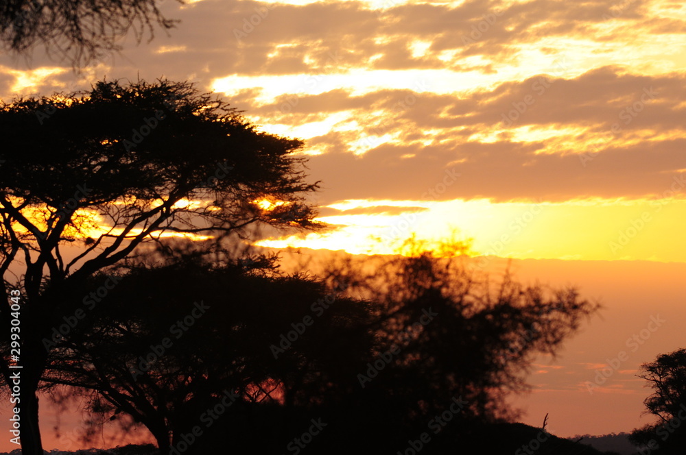 savane afrique coucher de soleil