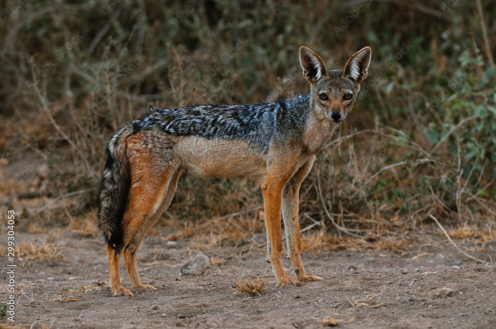 Fototapeta premium renard