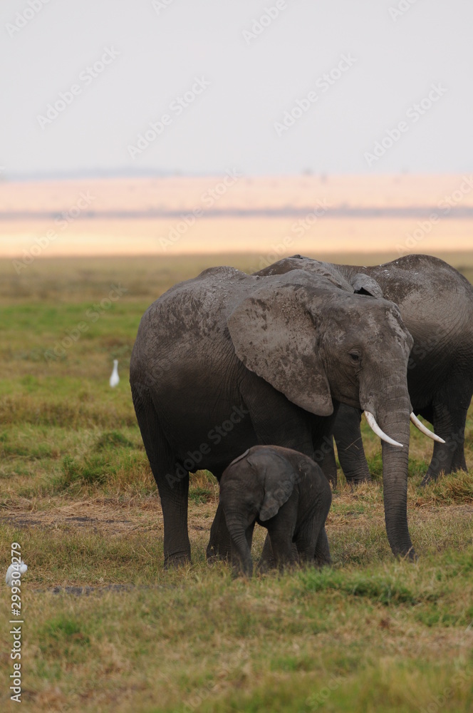 elephant elephant