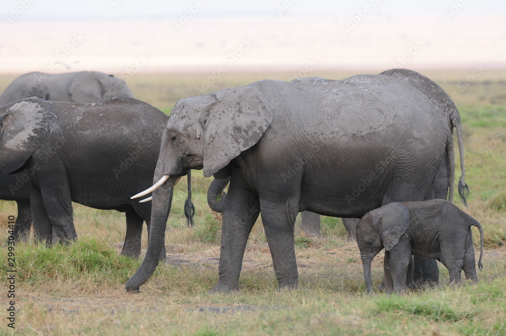 Obraz premium elephant