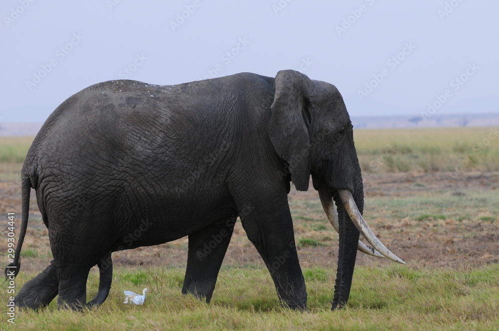 Obraz premium elephant