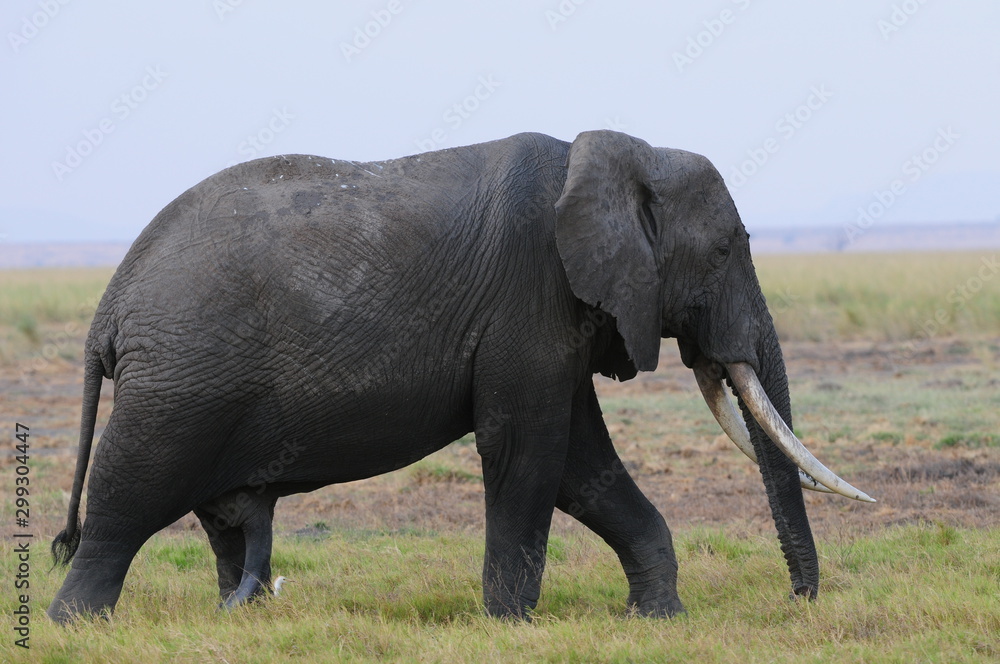Obraz premium elephant