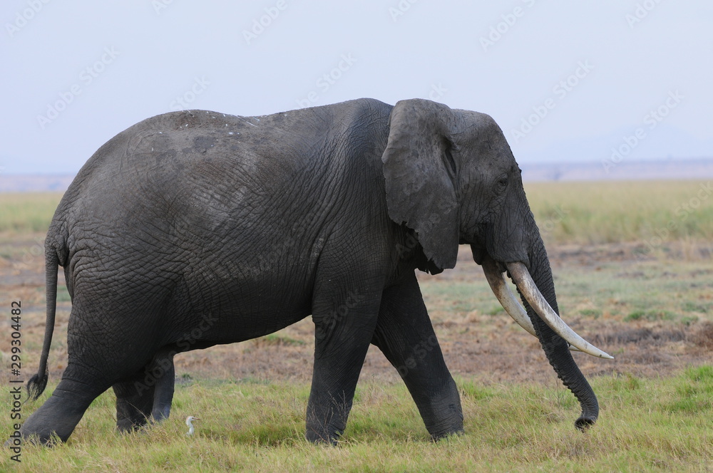 Obraz premium elephant