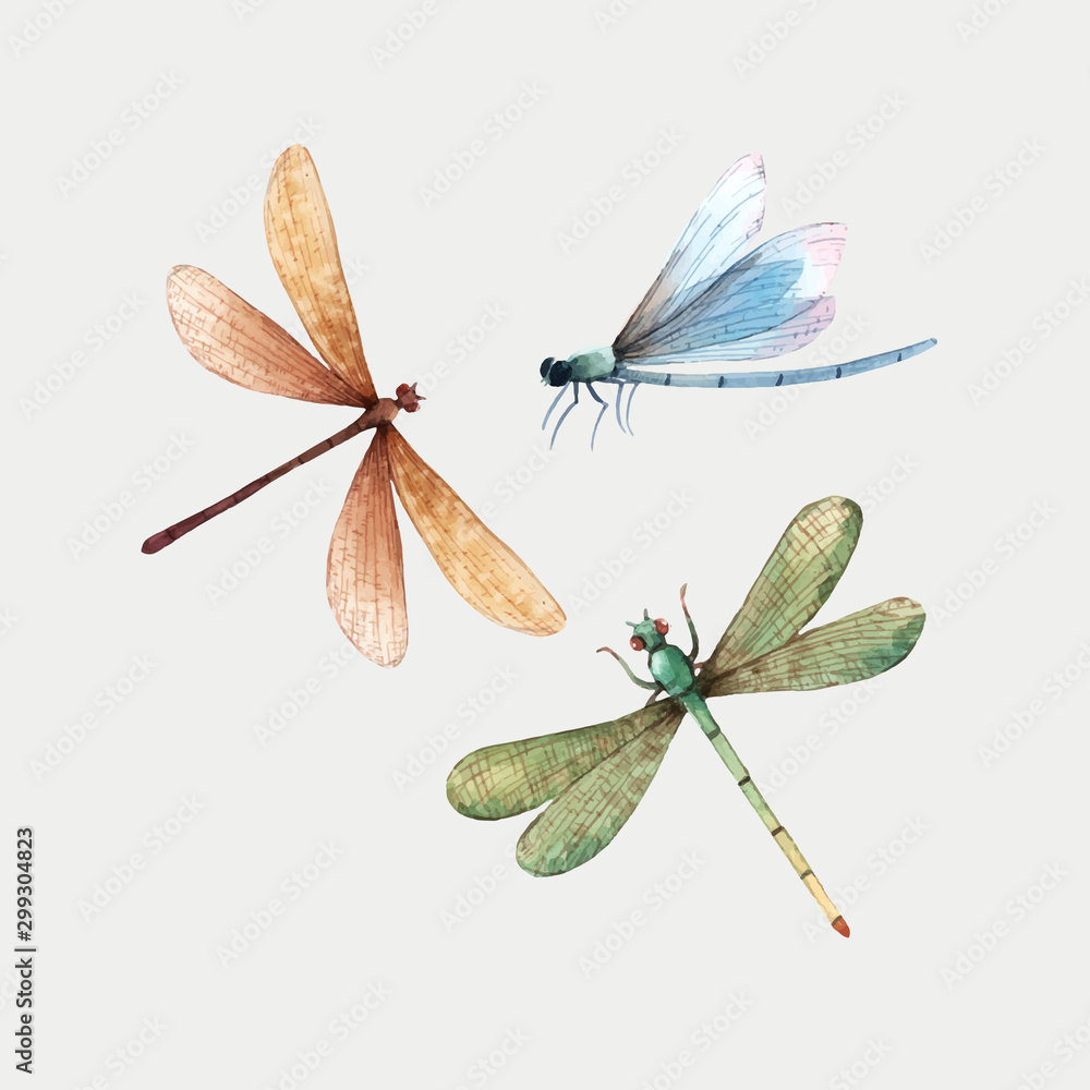 Watercolor vector summer dragonfly insect colourful illustrations set - obrazy, fototapety, plakaty 
