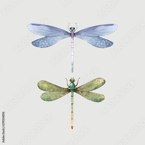 Watercolor vector summer dragonfly insect colourful illustrations set