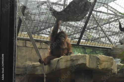 Beauval