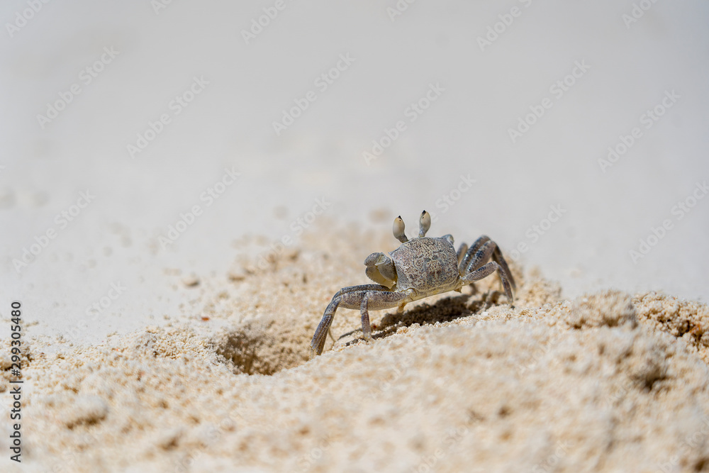 A semi terrestrial ghost crab on the sand beach near the ocean on the beach, Zanzibar, Tanzania. It is also sometimes known as a sand crab.