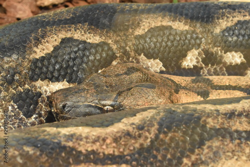 Beauval