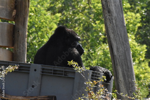Beauval