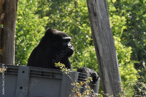 Beauval