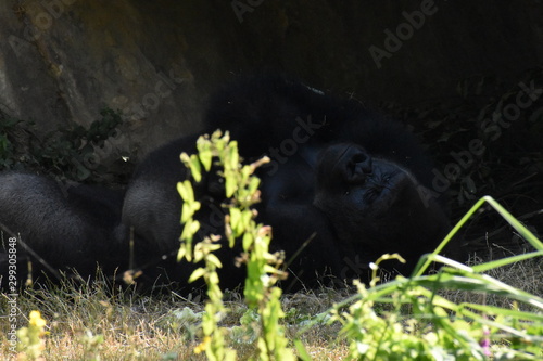 Beauval