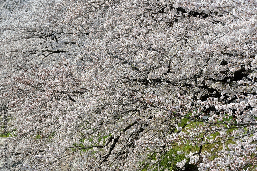 満開の桜 満開の桜