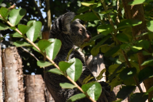 Beauval