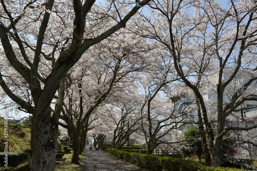 満開の桜 © Kazuyoshi  Ozaki