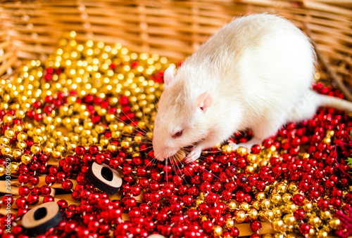 The rat sits in a basket. Symbol of the year 2020 according to the Chinese horoscope.