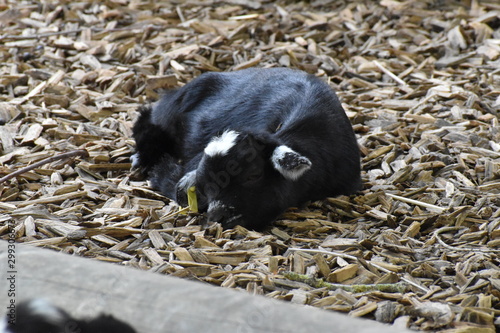 Beauval
