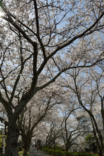Wallpaper Mural 満開の桜 Torontodigital.ca