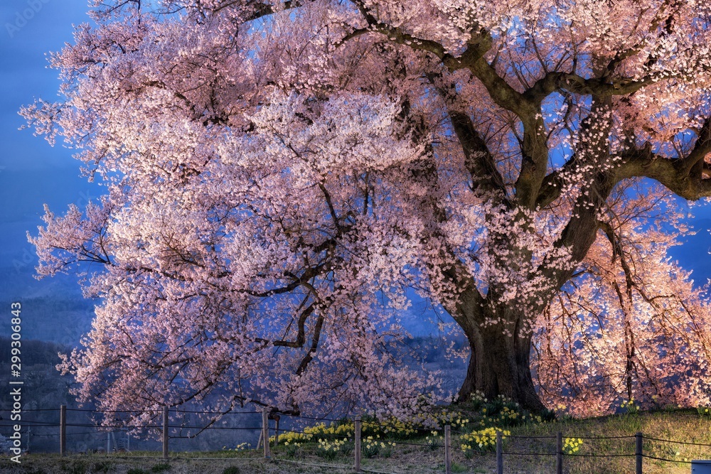 山梨県 韮崎市 わに塚の一本桜のライトアップ Stock Photo Adobe Stock