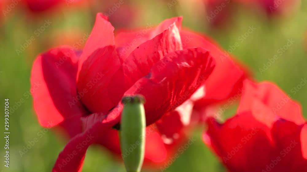 Fields of blooming poppy. Fields and hills are covered with a carpet of wild flowers. Summer 2019, Eastern Georgia, near the town of Gori. Sunset. Fields of blooming poppy. Fields and hills are covered with a carpet of wild flowers. Summer 2019, Eastern Georgia, near the town of Gori. Sunset.