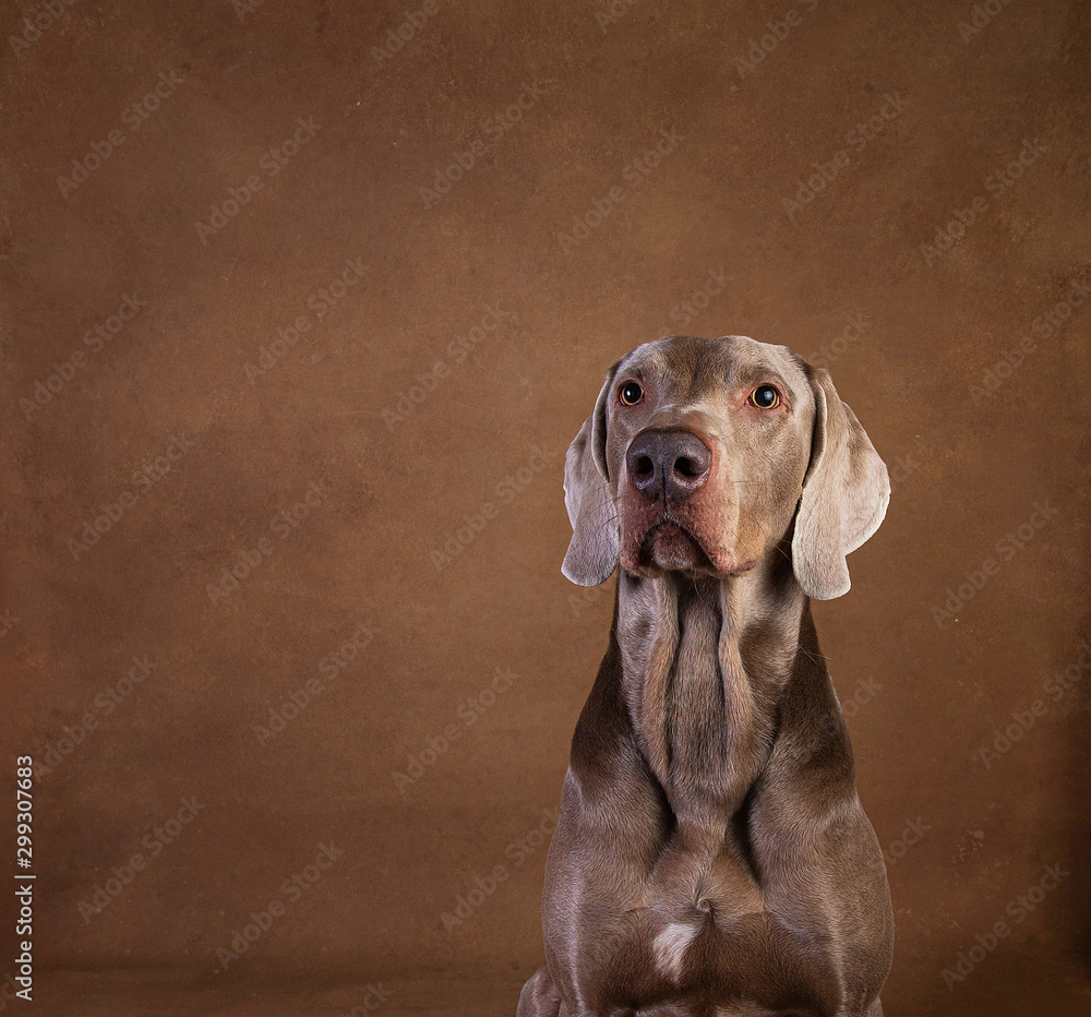 Close up portrait of an adorable pointer dog looking at camera Close up portrait of an adorable pointer dog looking at camera