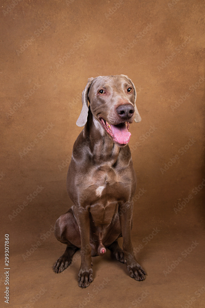 Pointer dog with tongue out looking at camera Pointer dog with tongue out looking at camera