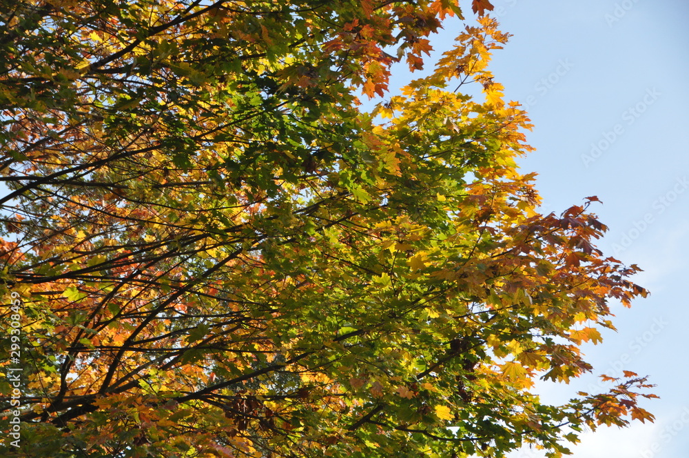 foliage in Meersburg, Lake Constance, Baden-Württemberg, Germany foliage in Meersburg, Lake Constance, Baden-Württemberg, Germany
