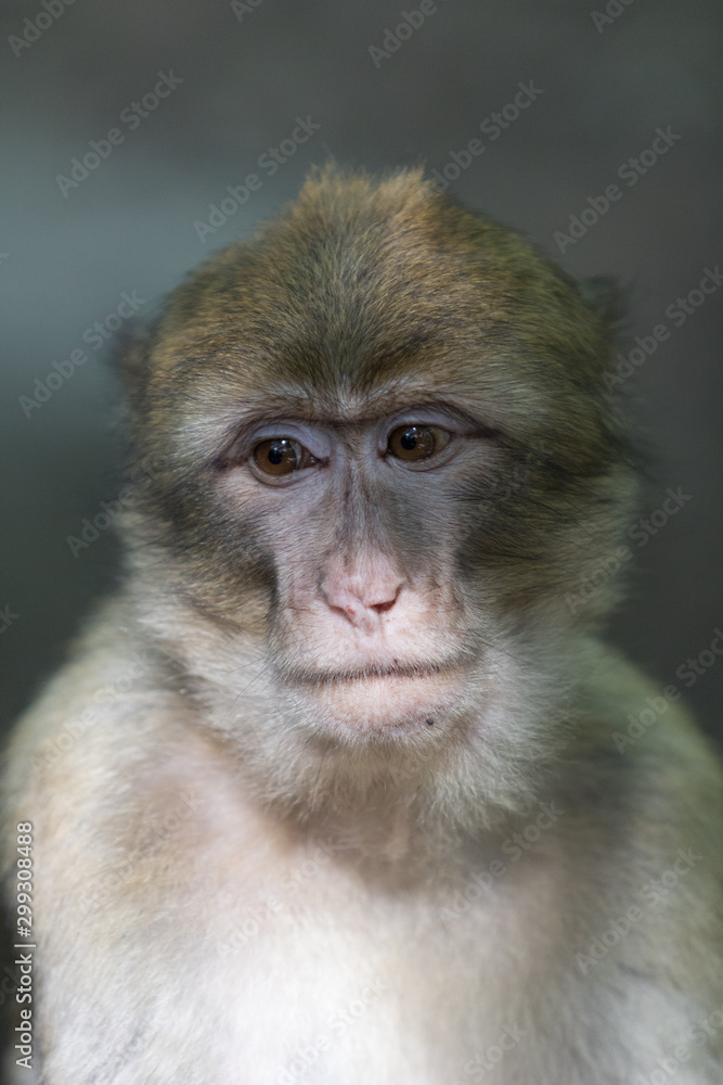 Portrait Portrait