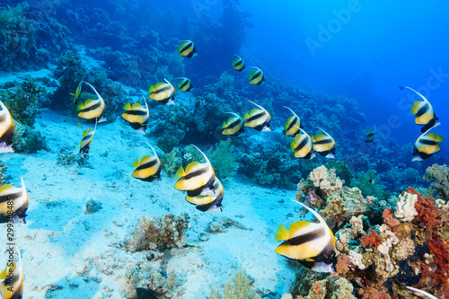 School of Bannerfish at the Red Sea, Egypt