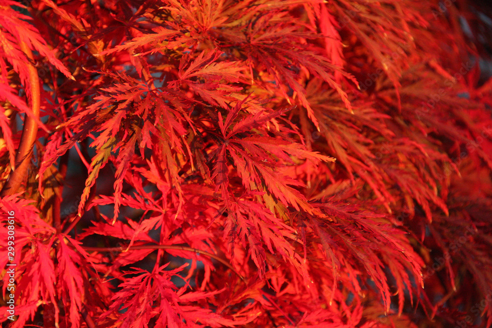 Fototapeta premium Deep red Japanese Maple leaves glowing in the evening sun close up