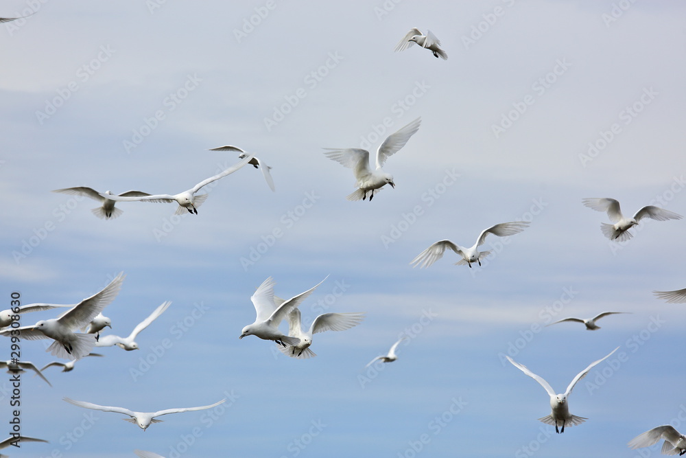 Fototapeta premium Ivory Gull (Pagophila eburnean) in the Arctic