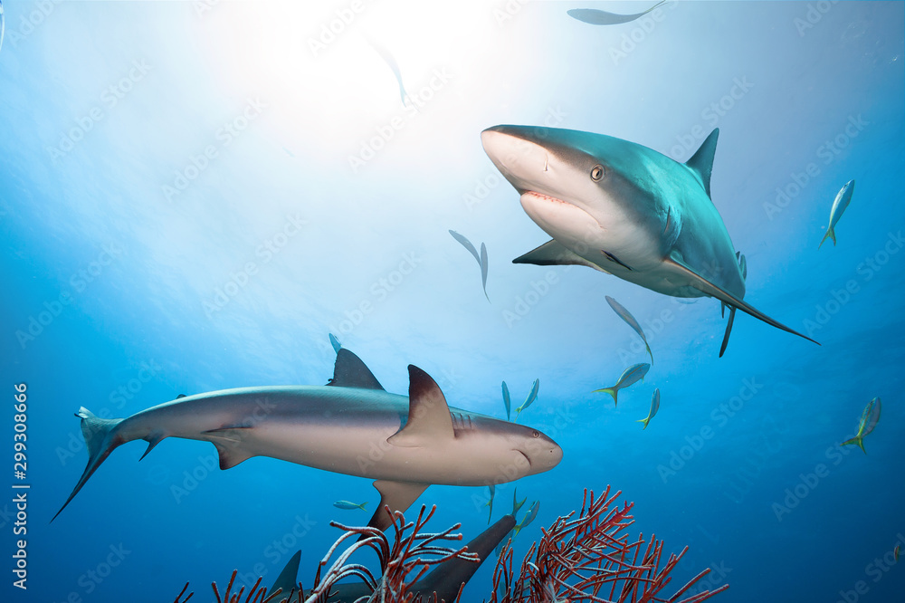 Fototapeta premium Caribbean reef sharks in clear blue water.