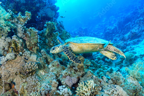 Sea Turtle at the Red Sea Egypt © Mina Ryad