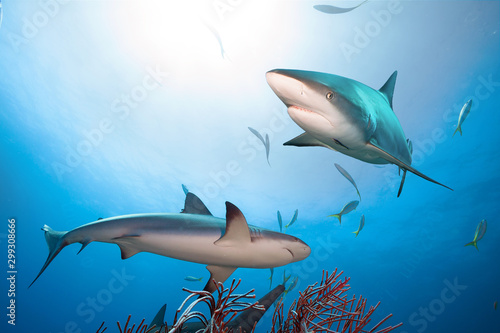 Caribbean reef sharks in clear blue water. photo