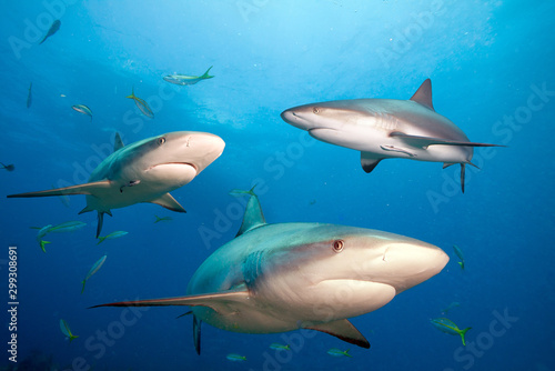 Caribbean reef sharks in clear blue water. © frantisek hojdysz