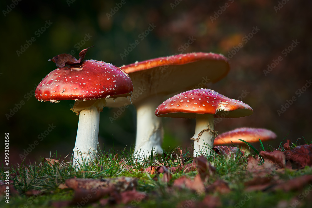 colorful close up of fly agaric mushroom group sitting in the grass colorful close up of fly agaric mushroom group sitting in the grass