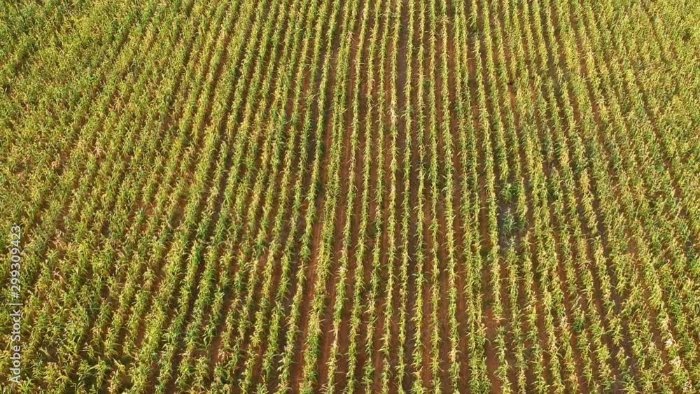 aerial view of green corn field in Brazil aerial view of green corn field in Brazil